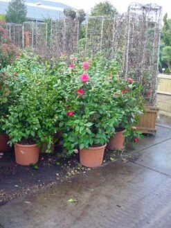 Camelia (Camellia, Rose) -PlantenPracht Winkel 20120220113125 20 4 2