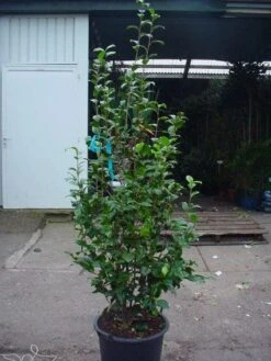 Camelia (Camellia, Wit) -PlantenPracht Winkel 20120220113313 5