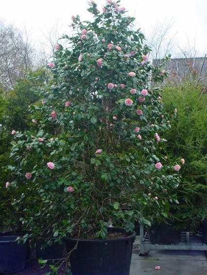 Camelia (Camellia, Rose) 4 Camelia (Camellia, Rose) - Afbeelding 2