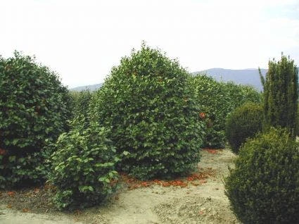 Camelia (Camellia, Rood) 5 Camelia (Camellia, Rood) - Afbeelding 3