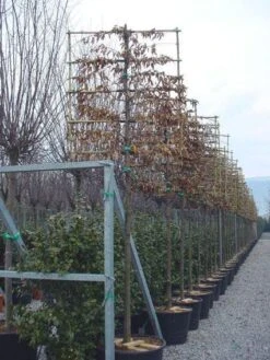 Haagbeuk Als Leiboom (Carpinus Betulus) -PlantenPracht Winkel 20120220113915 12
