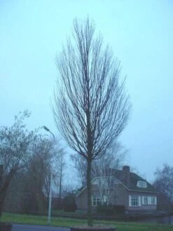 Haagbeuk Als Boom (Carpinus Betulus 'Fastigiata') 19 Haagbeuk Als Boom (Carpinus Betulus 'Fastigiata') -PlantenPracht Winkel 20120220114054 25 1