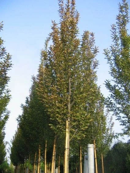 Haagbeuk Als Boom (Carpinus Betulus 'Fastigiata') 3 Haagbeuk Als Boom (Carpinus Betulus 'Fastigiata')