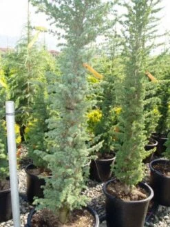 Zuilvormige Ceder (Cedrus Libani 'Fastigiata') -PlantenPracht Winkel 20120220143513 11 1