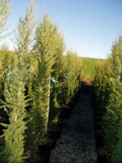 Zuilvormige Ceder (Cedrus Libani 'Fastigiata') -PlantenPracht Winkel 20120220143559 10 1