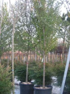 Judasboom (Cercis Siliquastrum) -PlantenPracht Winkel 20120220144824 10 3