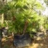 Dwergpalm (Chamaerops Humilis 'Vulcano') -PlantenPracht Winkel 20120220145239 8 1