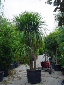 Cordyline (Cordyline Australis) 19 Cordyline (Cordyline Australis) -PlantenPracht Winkel 20120220150047 8 1