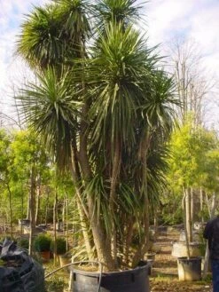 Cordyline (Cordyline Australis) 18 Cordyline (Cordyline Australis) -PlantenPracht Winkel 20120220150143 8 1