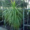 Cordyline (Cordyline Australis) -PlantenPracht Winkel 20120220150255 8 1