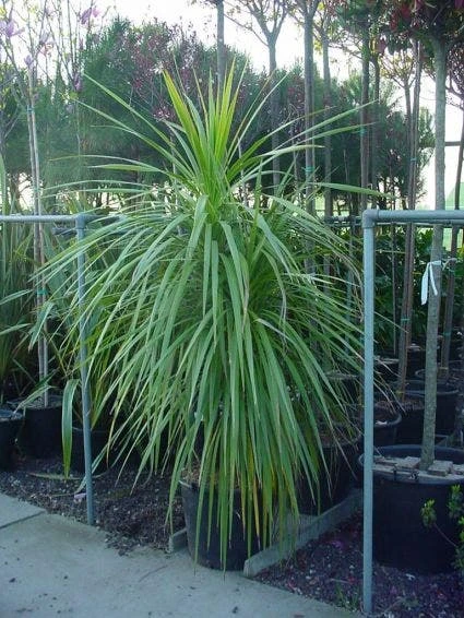 Cordyline (Cordyline Australis) 3 Cordyline (Cordyline Australis)