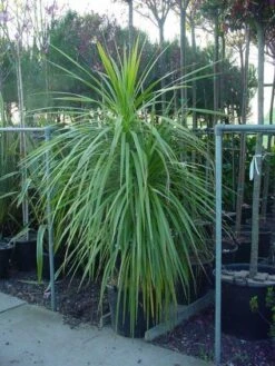 Cordyline (Cordyline Australis)