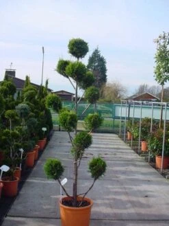 Cupressocyparis Als Bonsai (Cupressocyparis Leylandii 'Castlewellan Gold' ) -PlantenPracht Winkel 20120220151242 7 1