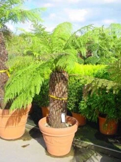 Grote Boomvaren (Dicksonia Antarctica) -PlantenPracht Winkel 20120220154903 11 1