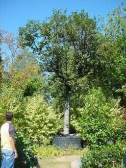 Kaki (Diospyros Kaki) -PlantenPracht Winkel 20120220155112 8 1