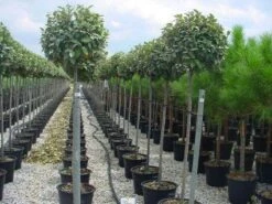 Olijfwilg Als Boom (Elaeagnus Pungens 'Maculata') 11 Olijfwilg Als Boom (Elaeagnus Pungens 'Maculata') -PlantenPracht Winkel 20120220160404 8 1