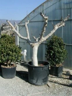 Vijg Als Solitair (Ficus Carica) 13 Vijg Als Solitair (Ficus Carica) -PlantenPracht Winkel 20120220162113 7 1