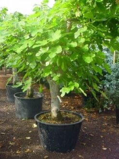 Vijg Als Solitair (Ficus Carica) -PlantenPracht Winkel 20120220162214 7