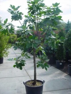 Vijg Op Stam (Ficus Carica) -PlantenPracht Winkel 20120220162301 8