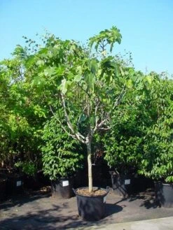 Vijg Op Stam (Ficus Carica) -PlantenPracht Winkel 20120220162356 8