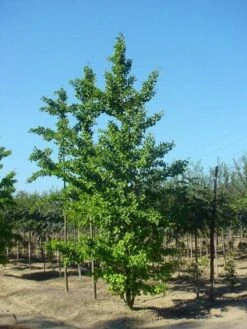Japanse Notenboom (Ginkgo Biloba) -PlantenPracht Winkel 20120220162600 10
