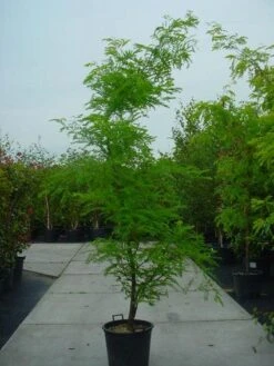 Geelbladige Christusdoorn (Gleditsia Triacanthos 'Sunburst') -PlantenPracht Winkel 20120220162912 35 7