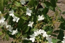 Sneeuwbal (Viburnum Plicatum 'Watanabe') -PlantenPracht Winkel 20120221135107 8 1