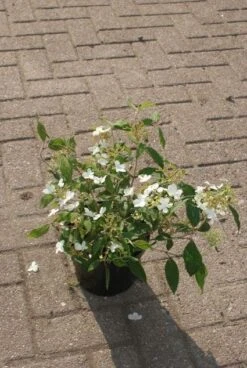 Sneeuwbal (Viburnum Plicatum 'Watanabe') -PlantenPracht Winkel 20120221135139 8 1