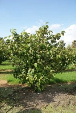 Japanse Sneeuwbal (Viburnum Plicatum 'Tomentosum') -PlantenPracht Winkel 20120221140619 6 1