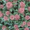 Skimmia (Skimmia Japonica 'Rubella') -PlantenPracht Winkel 20120221150712 8 1