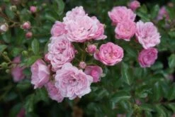 Stamroos (Rosa 'The Fairy') -PlantenPracht Winkel 20120221151648 1