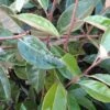 Olijfwilg Op Stam (Elaeagnus Ebbingei) -PlantenPracht Winkel 20120225092925 3 2