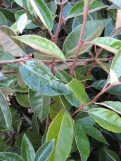 Olijfwilg Als Leiboom (Elaeagnus Ebbingei) -PlantenPracht Winkel 20120225092954 2