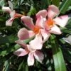 Roze Oleander (Nerium Oleander) 1 Roze Oleander (Nerium Oleander) -PlantenPracht Winkel 20120225093131 8