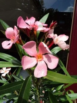 Oleander Als Leivorm (Nerium Oleander) -PlantenPracht Winkel 20120225093200 1 1