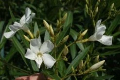 Oleander Als Leivorm (Nerium Oleander) -PlantenPracht Winkel 20120225093249 1 1
