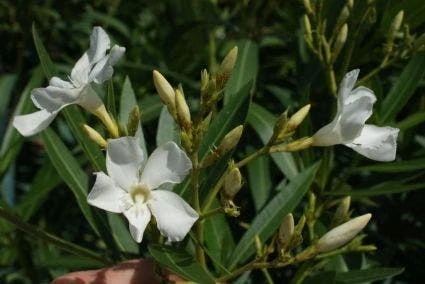 Oleander Als Boom (Nerium Oleander) 4 Oleander Als Boom (Nerium Oleander) - Afbeelding 2