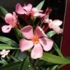 Oleander Als Boom (Nerium Oleander) -PlantenPracht Winkel 20120225093326 5 2