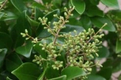 Liguster (Ligustrum Japonicum 'Texanum') -PlantenPracht Winkel 20120225094418 7