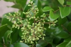 Liguster Op Stam (Ligustrum Japonicum 'Texanum') -PlantenPracht Winkel 20120225094531 2