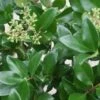 Liguster Op Stam (Ligustrum Japonicum 'Texanum')