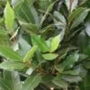 Echte Laurier Als Piramide (Laurus Nobilis) -PlantenPracht Winkel 20120225095147 7 1