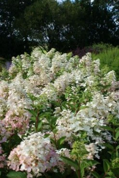 Pluimhortensia (Hydrangea Paniculata 'Unique') -PlantenPracht Winkel 20120225112833 5 2