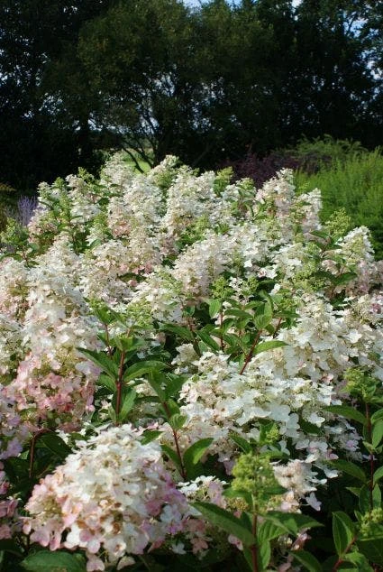 Pluimhortensia (Hydrangea Paniculata 'Unique') 4 Pluimhortensia (Hydrangea Paniculata 'Unique') - Afbeelding 2