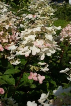 Pluimhortensia (Hydrangea Paniculata 'Unique') -PlantenPracht Winkel 20120225112900 5 2