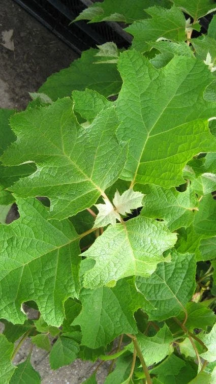Eikenbladhortensia (Hydrangea Quercifolia) 5 Eikenbladhortensia (Hydrangea Quercifolia) - Afbeelding 3