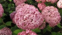 Hortensia (Hydrangea 'Pink Annabelle') -PlantenPracht Winkel 20120225121833 1