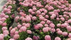 Hortensia (Hydrangea 'Pink Annabelle') -PlantenPracht Winkel 20120225121900 1