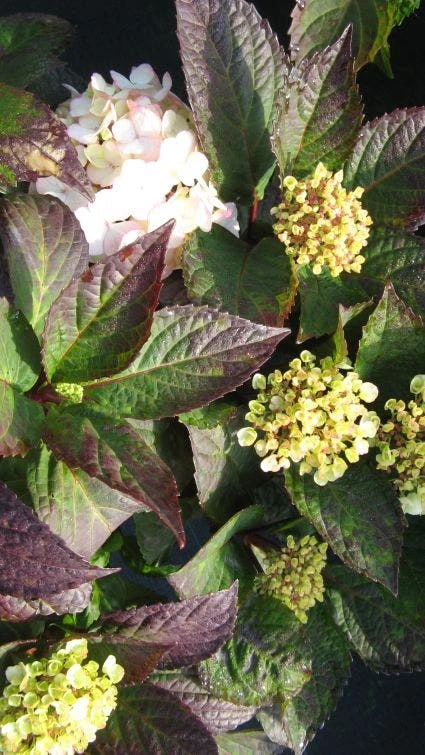 Hortensia (Hydrangea 'Preziosa') 6 Hortensia (Hydrangea 'Preziosa') - Afbeelding 4