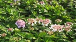 Hortensia (Hydrangea Macrophylla 'Mariesii Perfecta') -PlantenPracht Winkel 20120225172403 2
